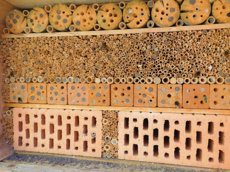 Зачем строить отель для насекомых Страница 1 из 0